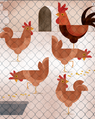 Activades mesures de confinament per prevenir la grip aviària a Catalunya