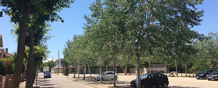 Els arbres de l'aparcament del pavelló municipal de Vilablareix. 