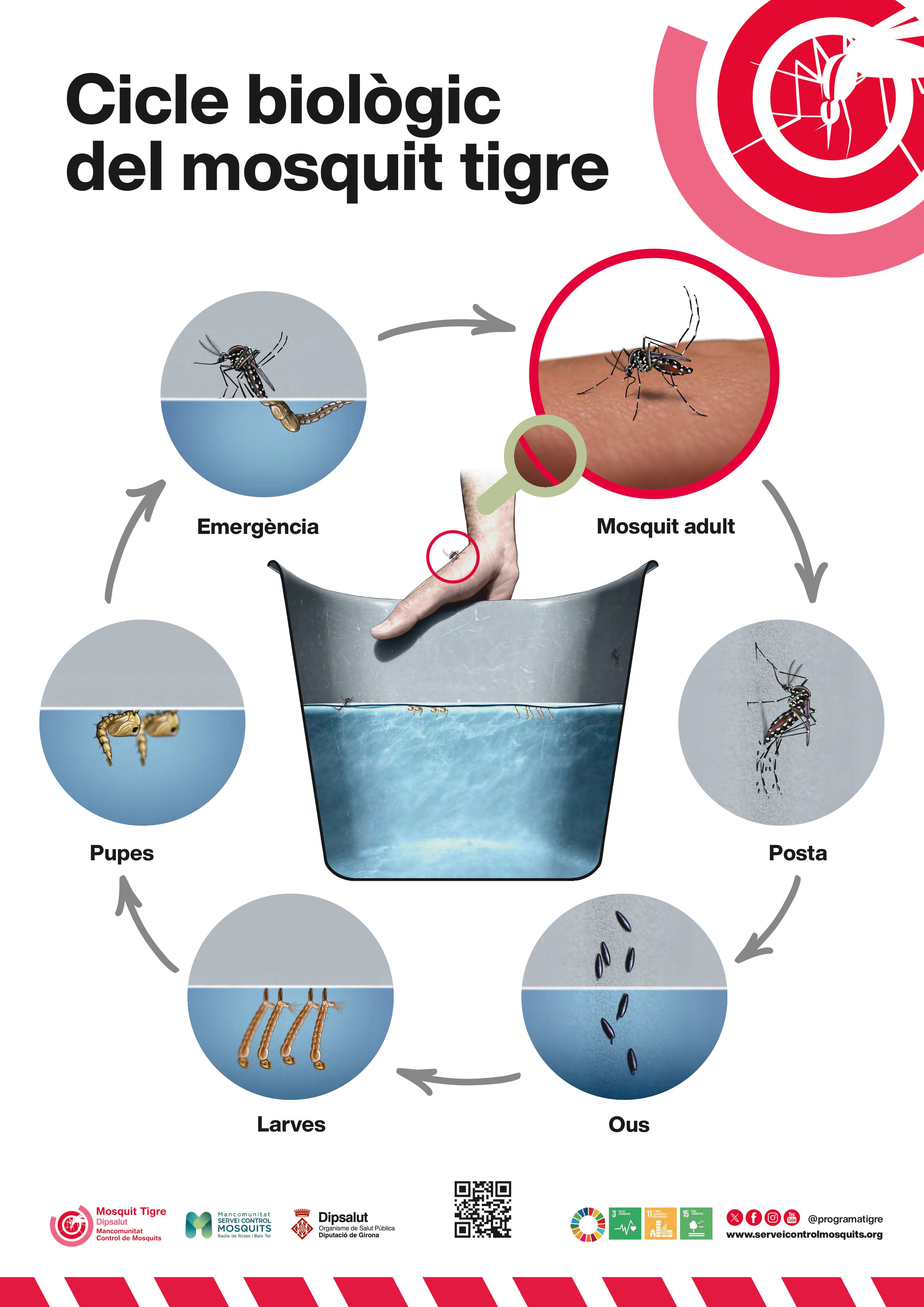 mosquit tigre