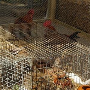 Imatge d'unes gallines en gàbies a Vilablareix.