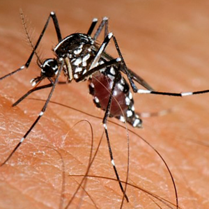 Mosquit tigre