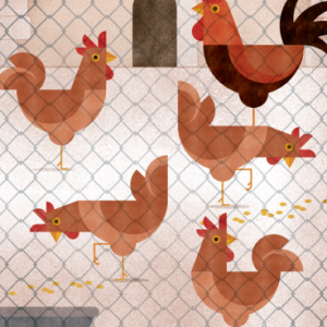 Activades mesures de confinament per prevenir la grip aviària a Catalunya