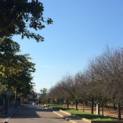 L'Ajuntament poda els arbres de diversos carrers del poble.