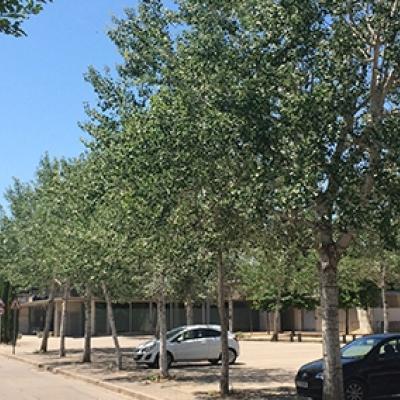 Els arbres de l'aparcament del pavelló municipal de Vilablareix. 